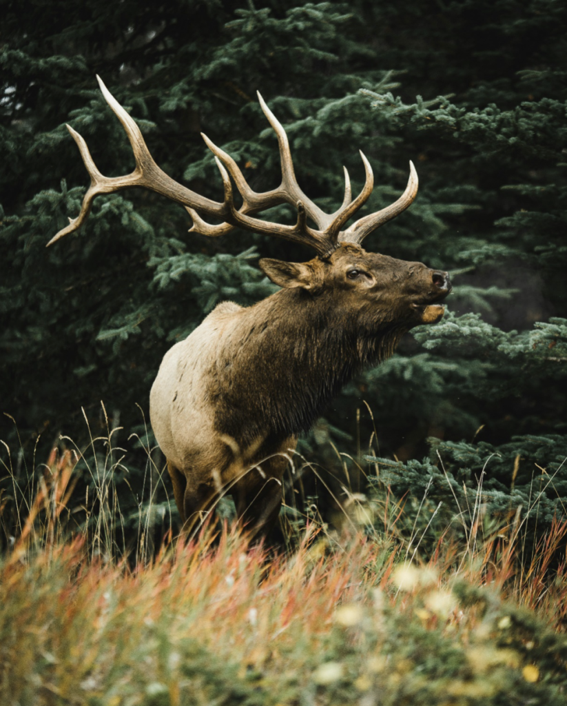 Why do Elk ‘Bugle?’